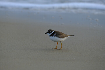 Semipalmated plover