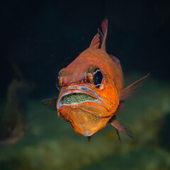 Ein Meerbarbenkönig brütet seine Eier im Maul aus. Unterwasserfoto Costa Brava, Spanien,...