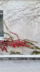 Red decorative ivy spreading on white wall of house, autumn view, urban landscaping concept