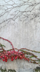 Red decorative ivy spreading on white wall of house, autumn view, urban landscaping concept, copy space