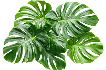 Lush, vibrant green leaves of a tropical plant, showcasing their large size, deep veining, and glossy texture against a black background