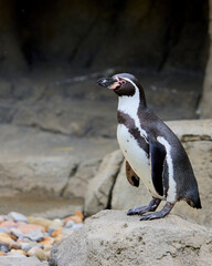 The Humboldt penguin