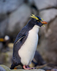 Macaroni penguin 