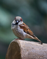 sparrow on a branch