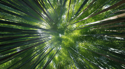 Lush green bamboo forest sunlight canopy view