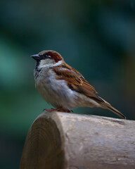 sparrow on a branch