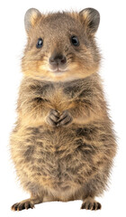 PNG  Adorable quokka standing on white