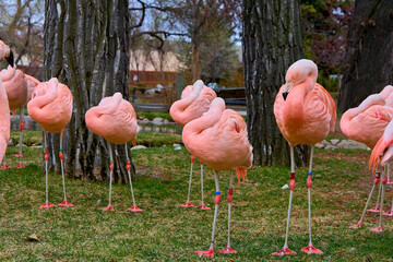 pink flamingos in the zoo