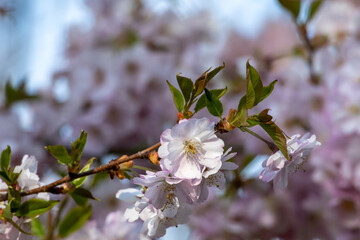 Fototapeta premium Close-up of a Japanese cherry blossom in full bloom in spring