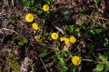 Yellow flower lesser celandine with green leaves