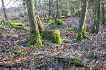 Large tree trunk covered with green moss