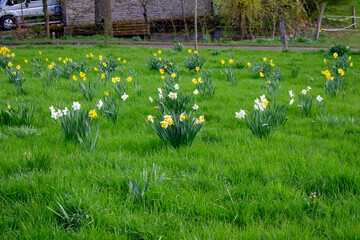 Vibrant daffodil flowers blooming in a lush field during spring at springtime