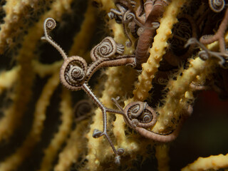 Unterwasseraufnahme von einem Gorgonenhaupt auf Gorgonie. Costa Brava, Spanien, Mittelmeer