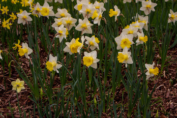 Beautiful yellow Daffodil flowers blooming in a spring garden