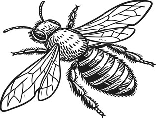 Highly detailed black and white vector illustration of a honey bee, symmetrical top-down view. Realistic line art style with fine stippling and hatching for texture.