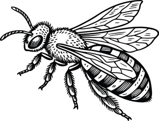 Highly detailed black and white vector illustration of a honey bee, symmetrical top-down view. Realistic line art style with fine stippling and hatching for texture.