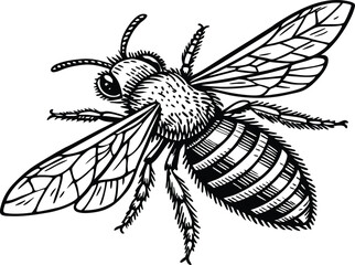 Highly detailed black and white vector illustration of a honey bee, symmetrical top-down view. Realistic line art style with fine stippling and hatching for texture.