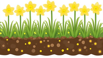 Vibrant yellow daffodils in a bed of green grass and brown earth