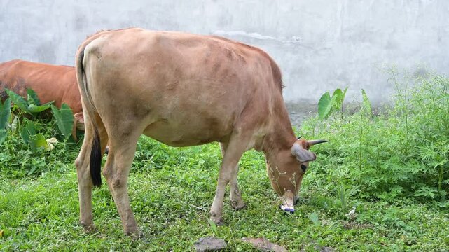 Sacred cow eating grass on a meadow in India, relaxing animal, indian religion and culture, urban lifestyle