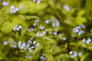 Forget-me-nots. The flowers are blue. Fever grass. A genus of herbaceous plants of the Boraginaceae family.