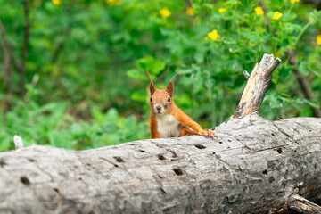 Beautiful red squirrel peeks out from a log in the forest