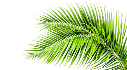 Obraz premium palm leaf isolated on white background