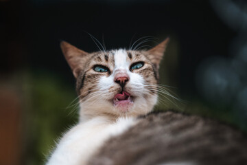 Cat pulling a funny face, silly feline