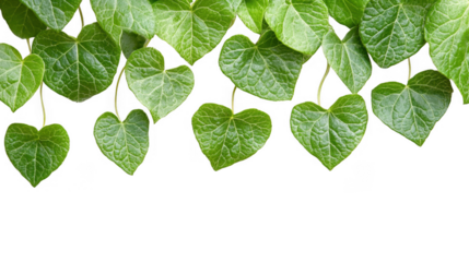 Green ivy leaves with heart shape against PNG transparent background image