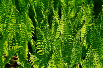 Partly still curled shoot of the scaly fern in spring (Dryopteris Affinis ssp. Stilupensis, Aspidiaceae family). Hanover, Lower Saxony, Germany.
