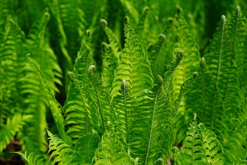 Partly still curled shoot of the scaly fern in spring (Dryopteris Affinis ssp. Stilupensis, Aspidiaceae family). Hanover, Lower Saxony, Germany. © juerginho