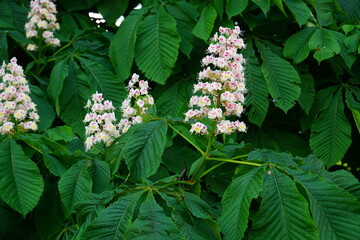 Tree flower in white, pink and yellow. It is the Aesculus Hippocastanum tree, common name horse chestnut.  Close-up of the blossoms in spring. Garbsen, Lower Saxony, Germany.