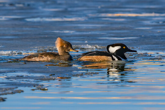 A Hooded Merganser duck couple swimming closely together in an icy blue lake during the Winter Season in Colorado.