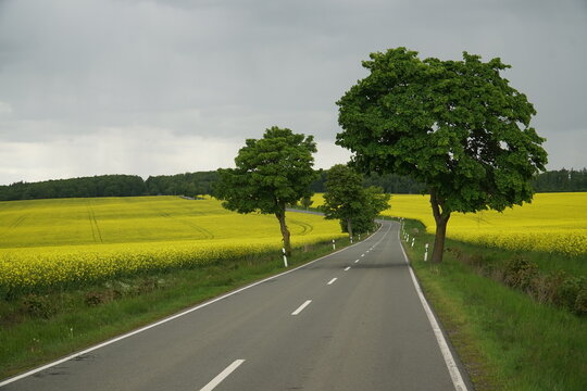 Panorama of yellow rapeseed Brassica Napus canola oil food plant with trees next to a country road against dark cloudy sky. Near Hasselfelde, district Harz in Saxony-Anhalt, Germany.