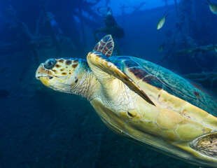 Loggerhead sea turtle from Cyprus
