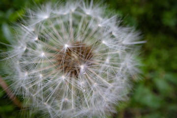Fototapeta premium Closeup of dandelion flower