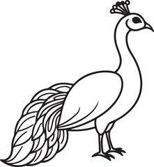 peacock line art, black outline, vector and illustration, coloring book page line art drawing