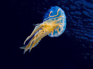 Mauve stinger from the Mediterranean Sea