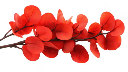 Vibrant red eucalyptus branch on PNG transparent background for design projects