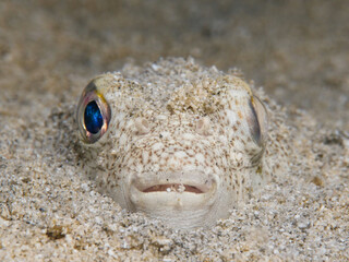 Yellow-spotted pufferfish from Cyprus