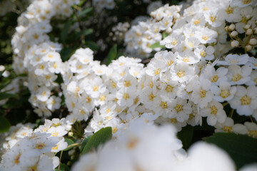Closeup of white small flowers