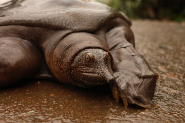 African soft shell turtle