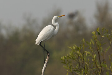 Great egret in mangrove forest of Sundarban tiger reserve, India