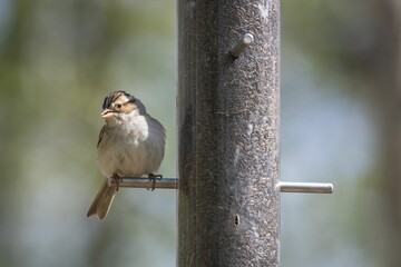 Chickadee perched on a feeder at Fort Whyte Alive, Winnipeg, Canada