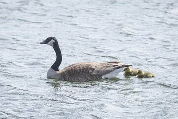 Obraz premium Canadian goose swimming with two goslings at Fort Whyte Alive in Winnipeg, Manitoba, Canada