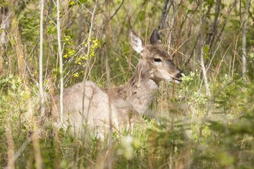 Young deer standing in the woods at Fort Whyte Alive, Winnipeg, Manitoba.