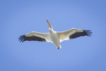 Pelican flying over Fort Whyte Alive in Winnipeg, Manitoba, Canada