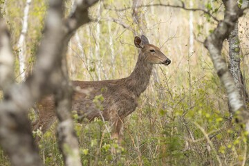 Young deer standing in the woods at Fort Whyte Alive, Winnipeg, Manitoba.