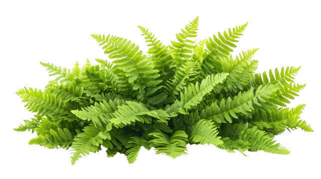 Lush Green Fern Fronds Isolated on PNG Transparent Background for Design