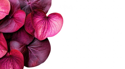 Elegant Close-Up of Burgundy Heart-Shaped Leaves on PNG transparent background