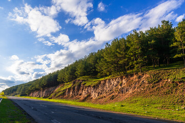 Roadside landscape at sunset time with pine trees, Armenia